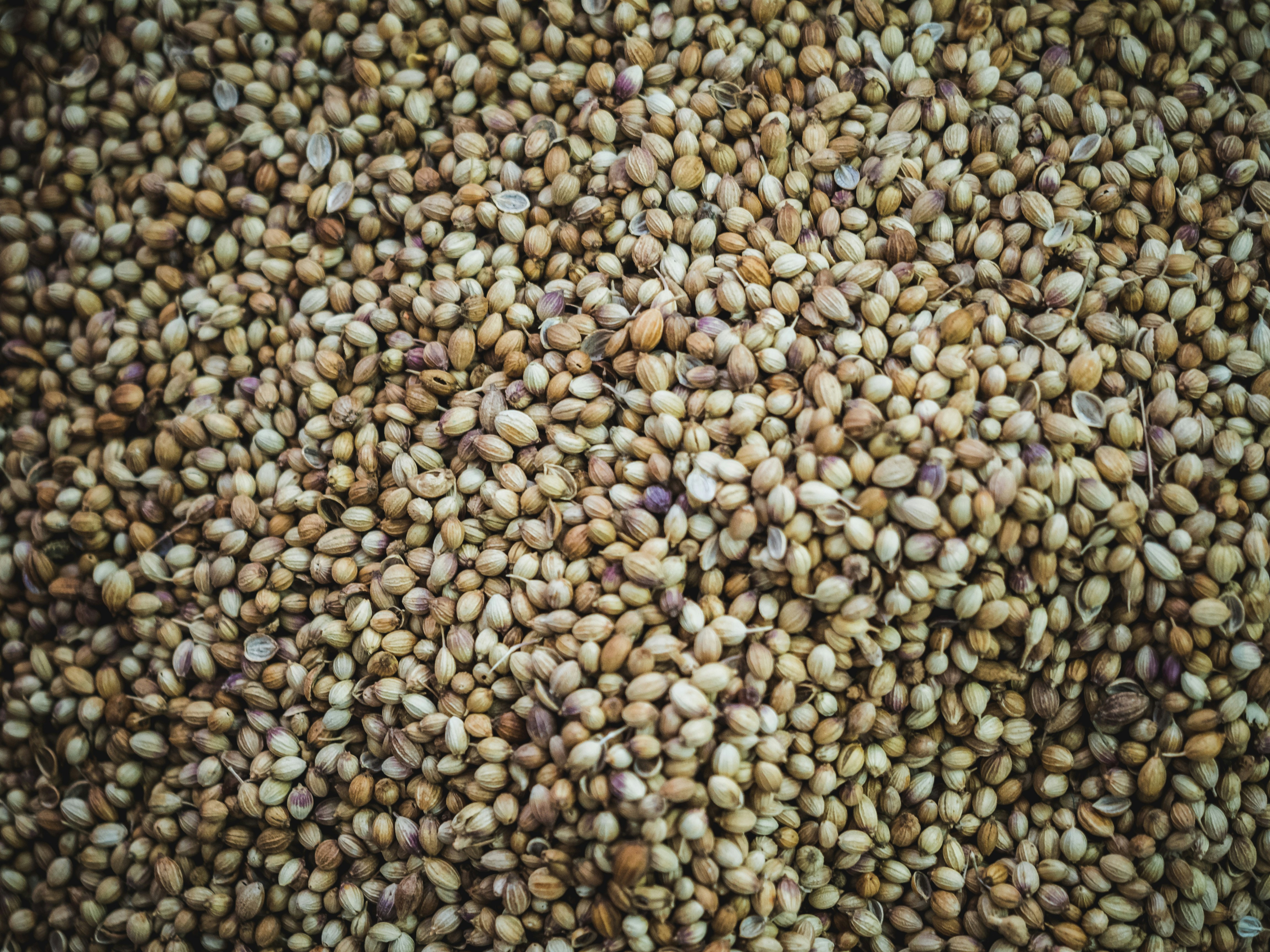 Dhania (Coriander Seeds)